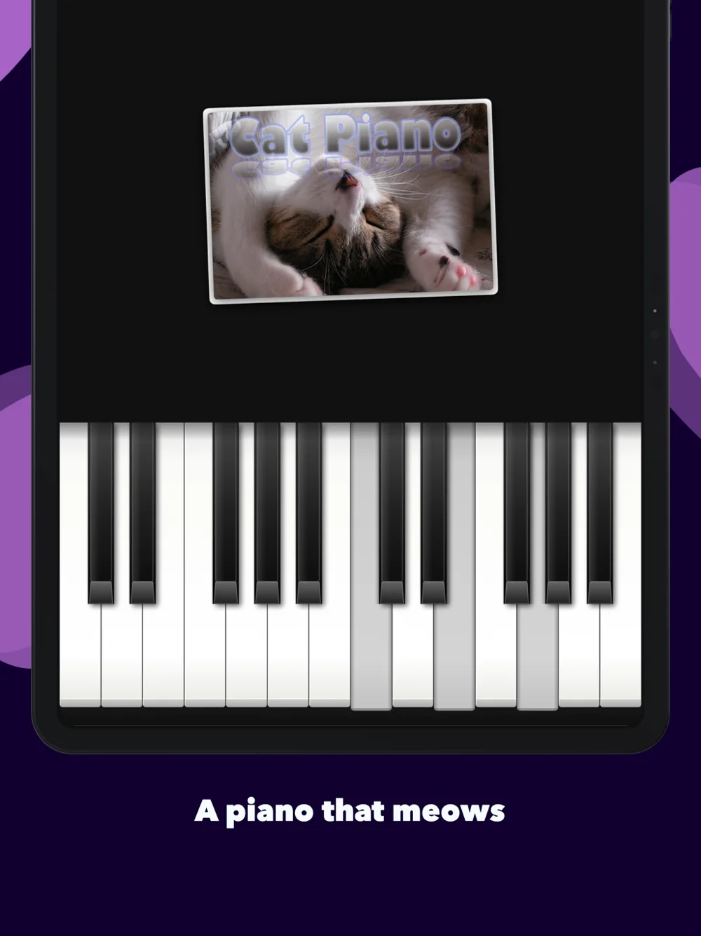 Cat Piano on an iPad: the kitten above twenty-four keys with a chord pressed